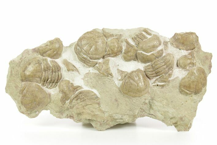 Ordovician Trilobite (Xenasaphus) Mortality Plate - Russia #368623
